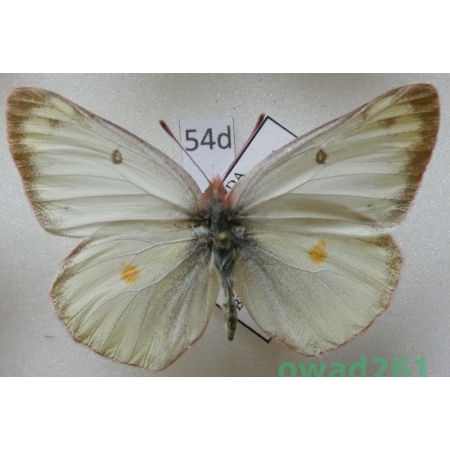 Colias philodice vitabunda Hovanitz, 1943 female Canada54d